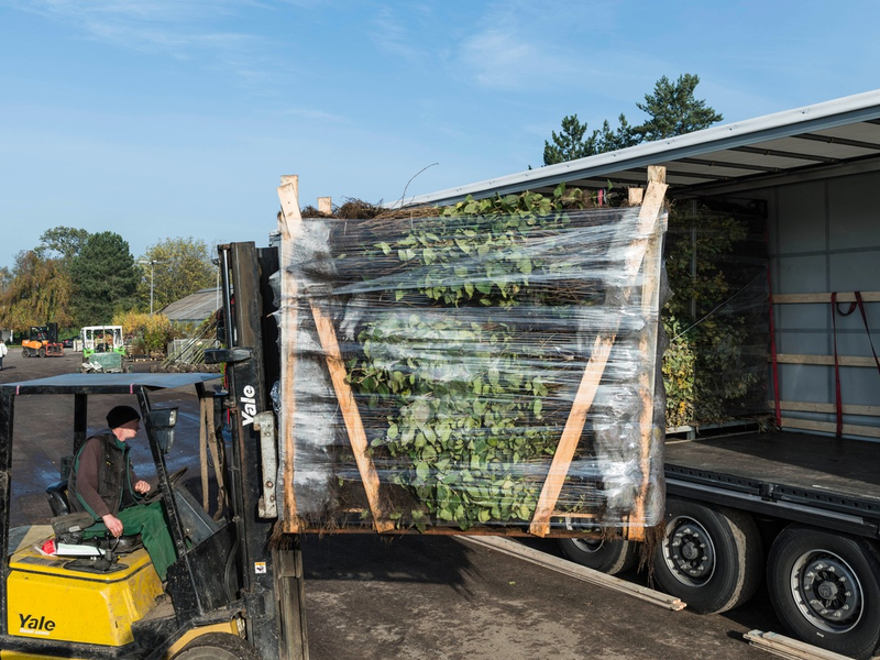 Bund deutscher Baumschulen (BdB) e.V.: Iran-Konflikt treibt Spritpreise - Baumschulen spüren drastische Anstieg bei Frachtkosten - Foto: presseportal.de