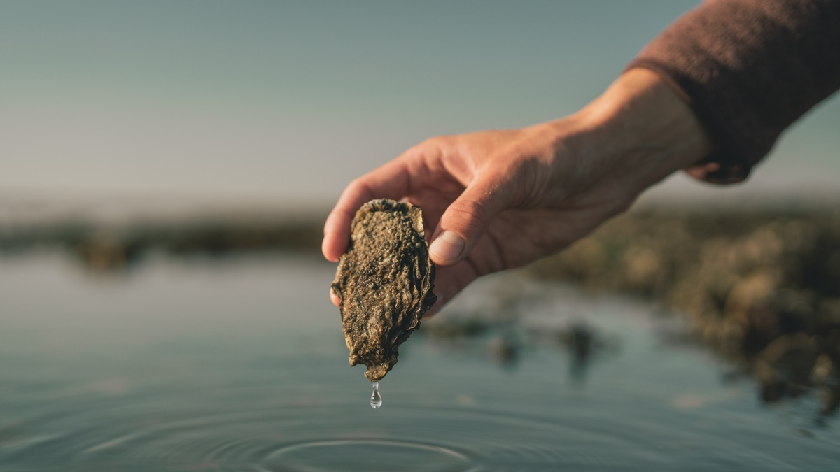 Austern schlemmen in Dänemark - Foto: presseportal.de