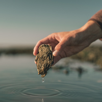 Austern schlemmen in Dänemark - Foto: presseportal.de