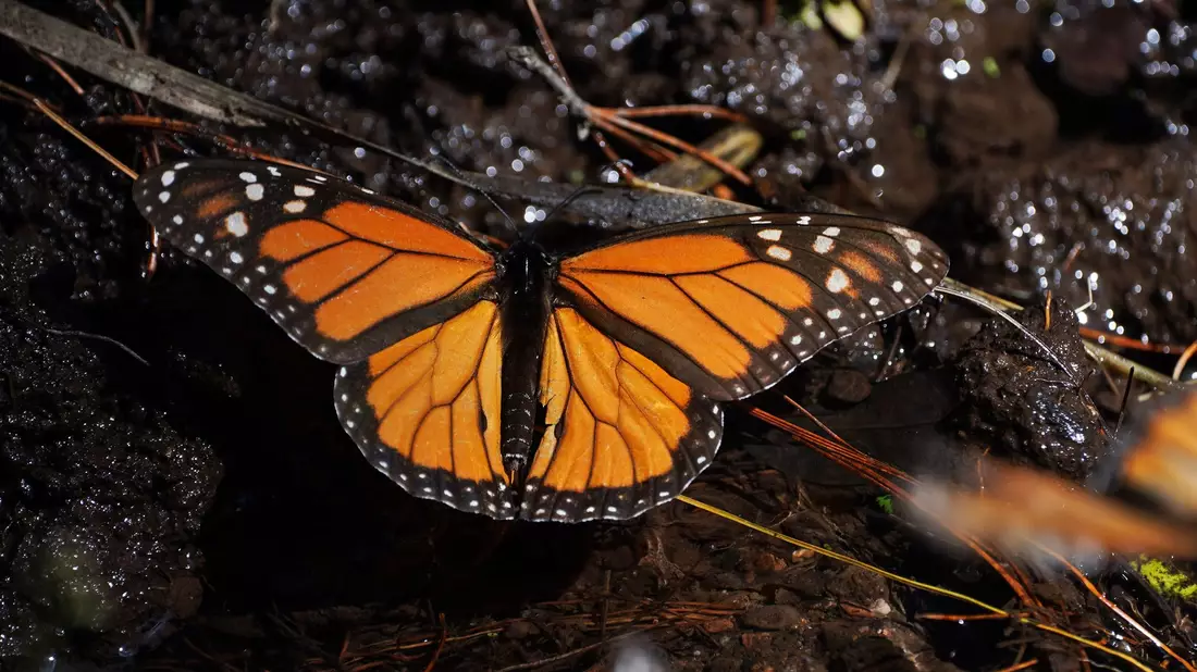 Monarchfalter wandern jedes Jahr zwischen Kanada, den USA und Mexiko. (Archivbild) - Bild: Marco Ugarte/AP/dpa