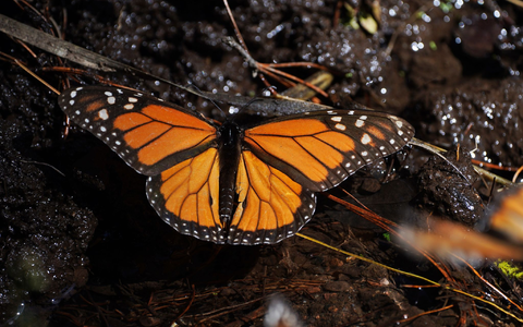 Monarchfalter wandern jedes Jahr zwischen Kanada, den USA und Mexiko. (Archivbild) - Foto: Marco Ugarte/AP/dpa