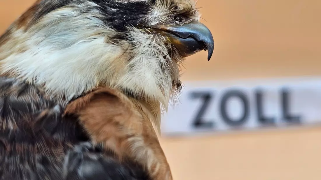 HZA-DU: Artengeschützter Rotfußfalke im Postpaket entdeckt - Zollamt Essen deckt verbotene Einfuhr auf - Bild: presseportal.de