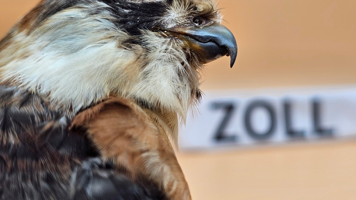 HZA-DU: Artengeschützter Rotfußfalke im Postpaket entdeckt - Zollamt Essen deckt verbotene Einfuhr auf - Foto: presseportal.de