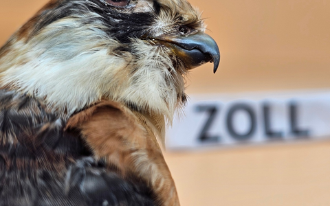 HZA-DU: ArtengeschĂŒtzter RotfuĂfalke im Postpaket entdeckt - Zollamt Essen deckt verbotene Einfuhr auf - Foto: presseportal.de HZA-DU: ArtengeschĂŒtzter RotfuĂfalke im Postpaket entdeckt - Zollamt Essen deckt verbotene Einfuhr auf - Foto: presseportal.de