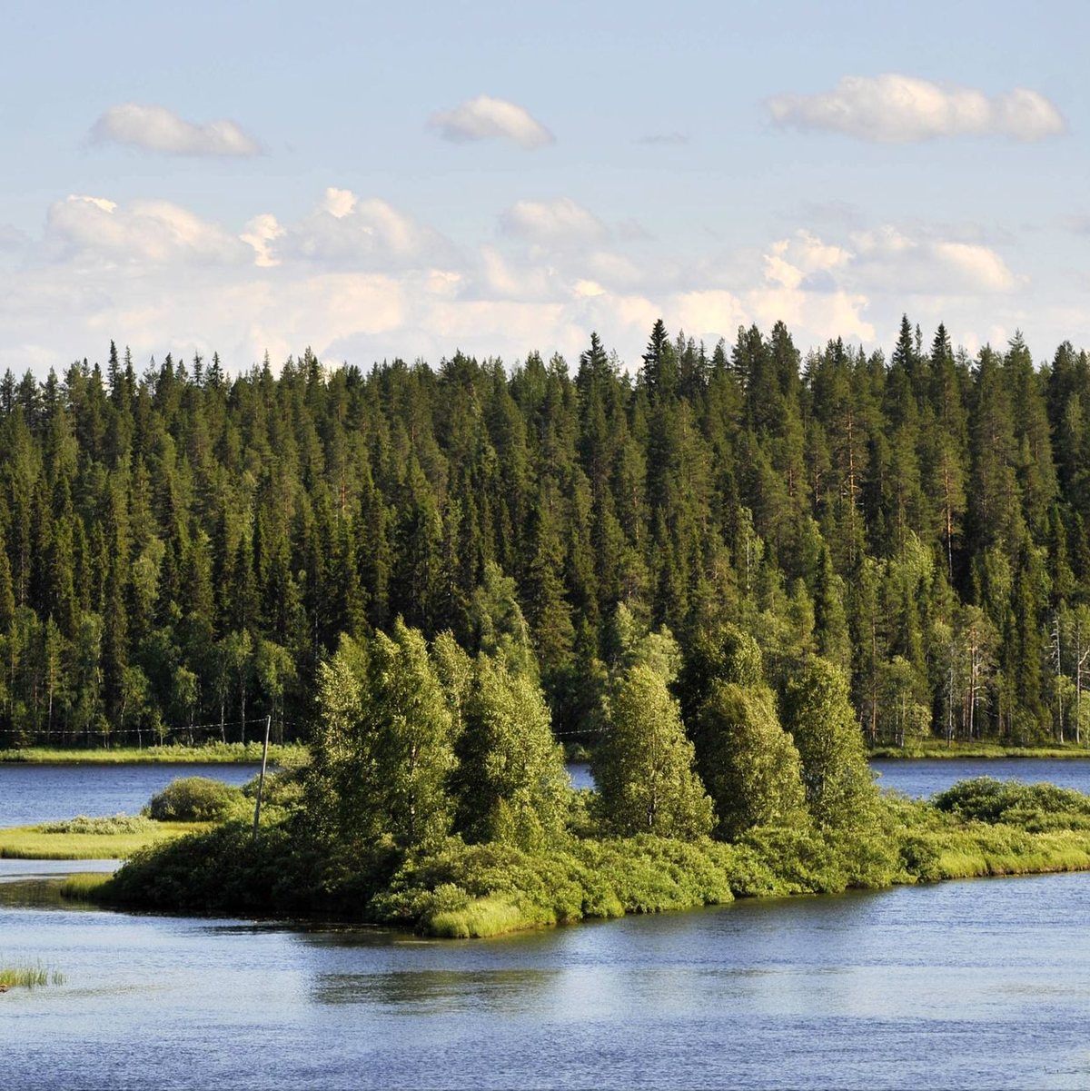 Liegt es an den finnischen Wäldern, dass die Nordeuropäer so glücklich sind? (Symbolbild) - Foto: Vesa Moilanen/Lehtikuva/dpa