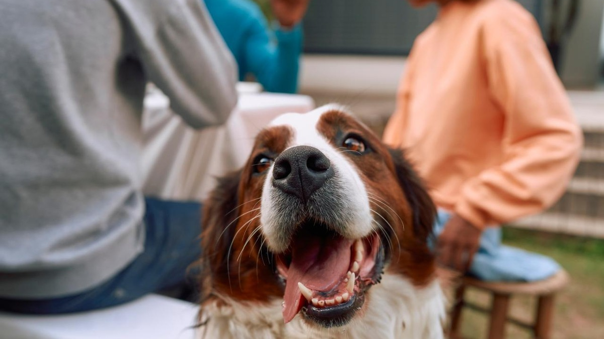 Neue Daten zeigen: Parasitenrisiken werden unterschätzt - Zecken auch in innerstädtischen Parks weit verbreitet - Foto: presseportal.de