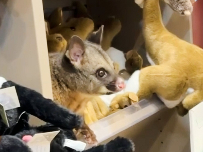 Zwischen kuscheligen Kängurus blickte plötzlich ein tierischer Gast einem Kunden entgegen. - Foto: Melissa Oddie/Melissa Oddie/AP/dpa