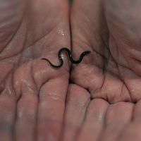 ZDF/ARTE: True-Crime-Podcast und Film über globalen Aal-Schmuggel - Foto: presseportal.de