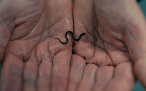 ZDF/ARTE: True-Crime-Podcast und Film über globalen Aal-Schmuggel - Foto: presseportal.de