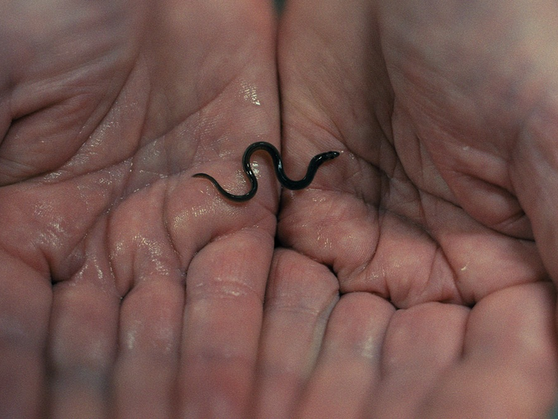 ZDF/ARTE: True-Crime-Podcast und Film über globalen Aal-Schmuggel - Foto: presseportal.de