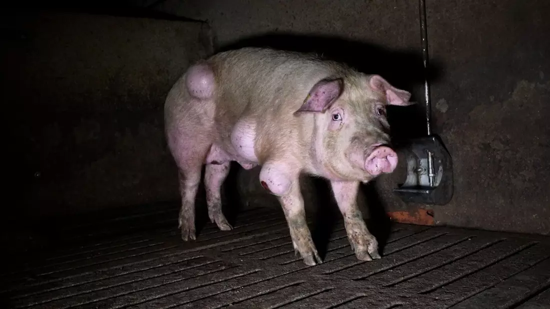 Die spanische Nichtregierungsorganisation Arge hat grausige Fotos aus einem Schweinemastbetrieb in der Provinz Teruel veröffentlicht und Anzeige gegen die Verantwortlichen erstattet. - Bild: -/NGO Arge/dpa