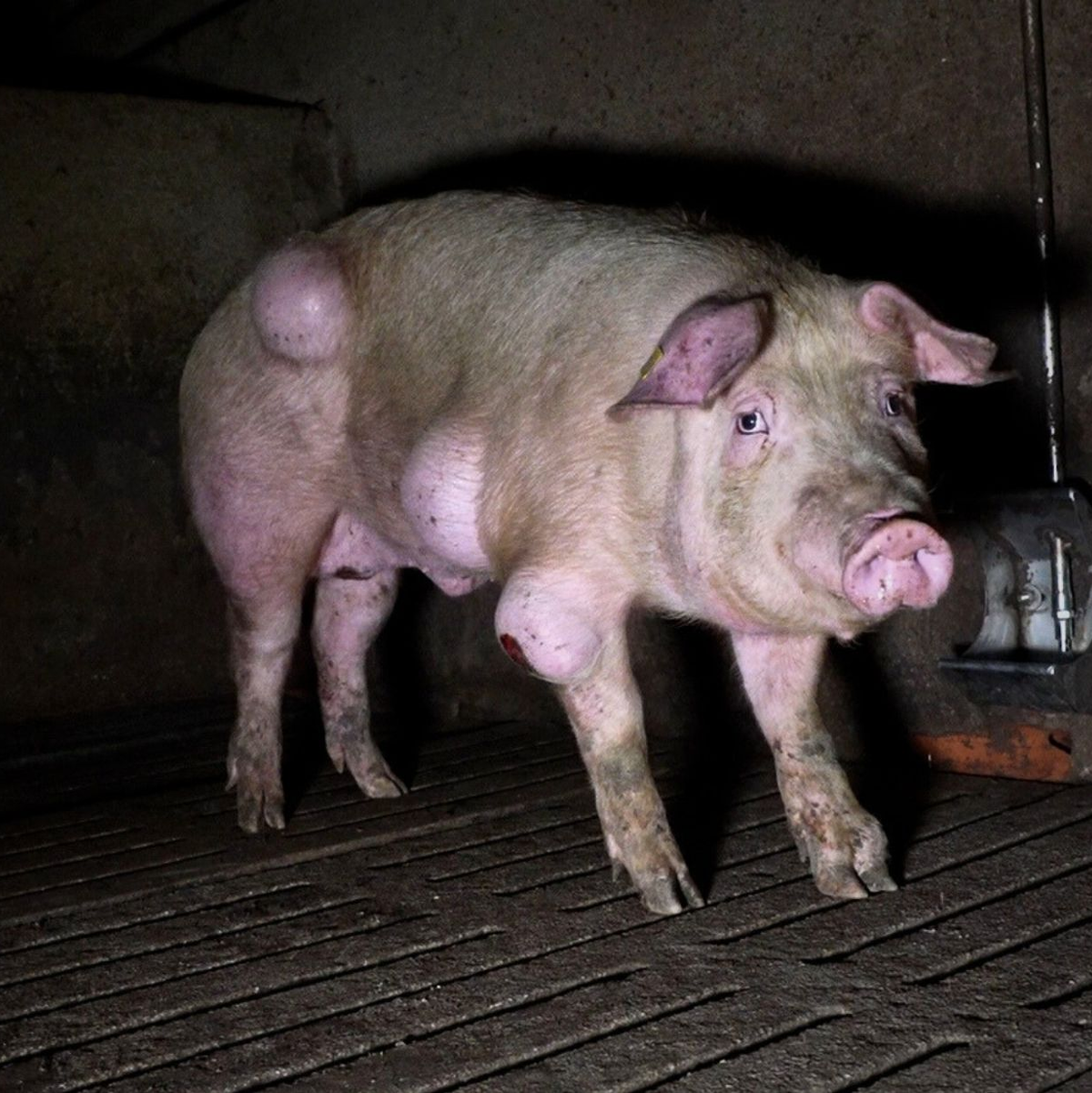 Die spanische Nichtregierungsorganisation Arge hat grausige Fotos aus einem Schweinemastbetrieb in der Provinz Teruel veröffentlicht und Anzeige gegen die Verantwortlichen erstattet. - Foto: -/NGO Arge/dpa