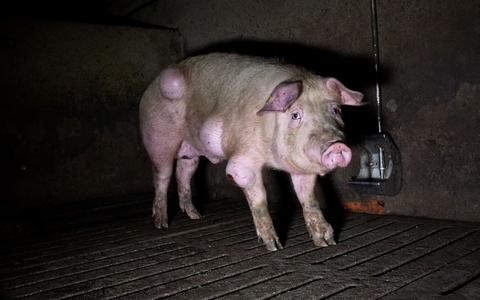 Die spanische Nichtregierungsorganisation Arge hat grausige Fotos aus einem Schweinemastbetrieb in der Provinz Teruel veröffentlicht und Anzeige gegen die Verantwortlichen erstattet. - Foto: -/NGO Arge/dpa