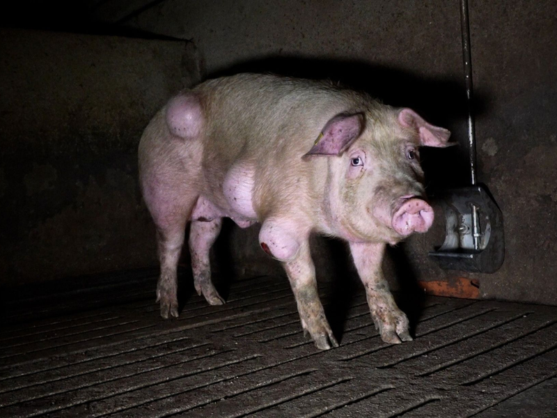 Die spanische Nichtregierungsorganisation Arge hat grausige Fotos aus einem Schweinemastbetrieb in der Provinz Teruel veröffentlicht und Anzeige gegen die Verantwortlichen erstattet. - Foto: -/NGO Arge/dpa