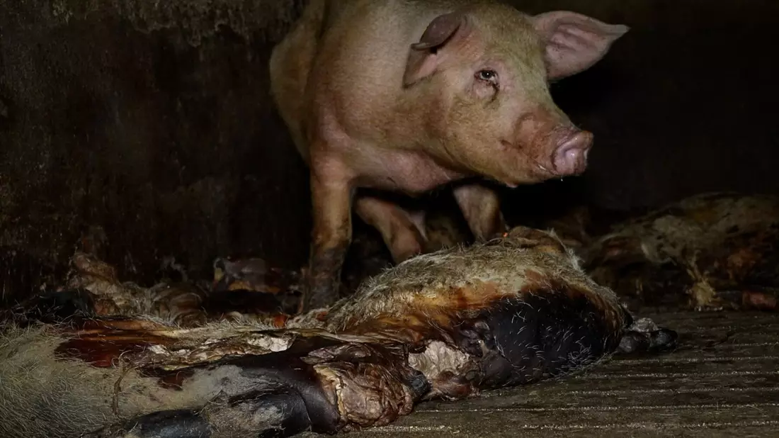 Der Schweinemastbetrieb hat seit Jahresbeginn einen neuen Eigentümer und die Missstände wurden laut einer Mitteilung der Veterinärbehörden beendet. - Bild: -/NGO Arge/dpa