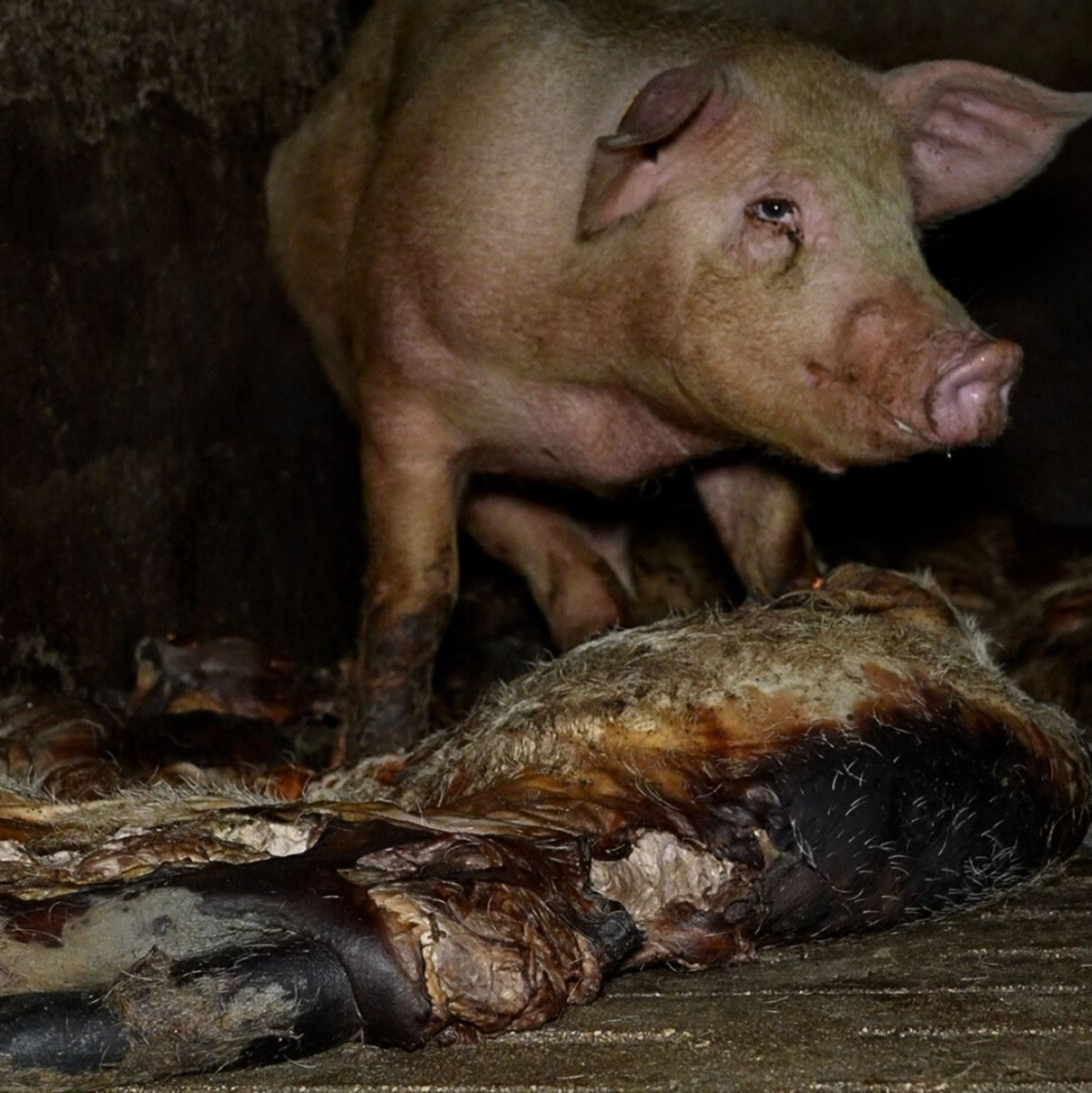 Der Schweinemastbetrieb hat seit Jahresbeginn einen neuen Eigentümer und die Missstände wurden laut einer Mitteilung der Veterinärbehörden beendet. - Foto: -/NGO Arge/dpa