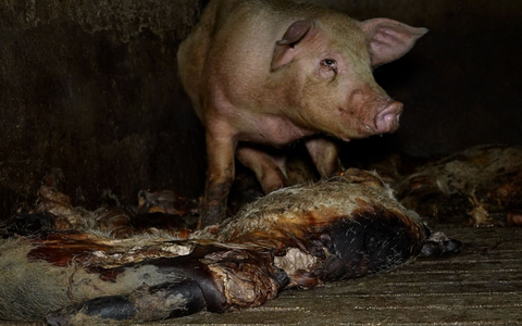 Der Schweinemastbetrieb hat seit Jahresbeginn einen neuen Eigentümer und die Missstände wurden laut einer Mitteilung der Veterinärbehörden beendet. - Foto: -/NGO Arge/dpa
