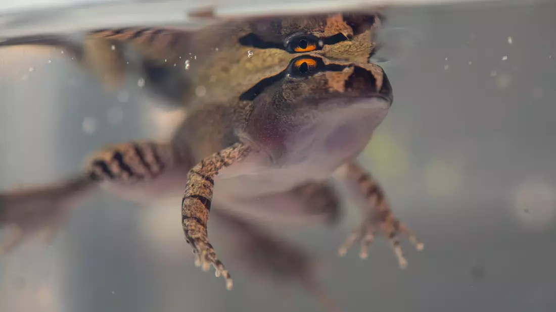 Der Südliche Stotterfrosch ist derzeit bei Aussie Ark in allen Entwicklungsstufen zu sehen, auch während der Metamorphose. - Bild: Aussie Ark/dpa