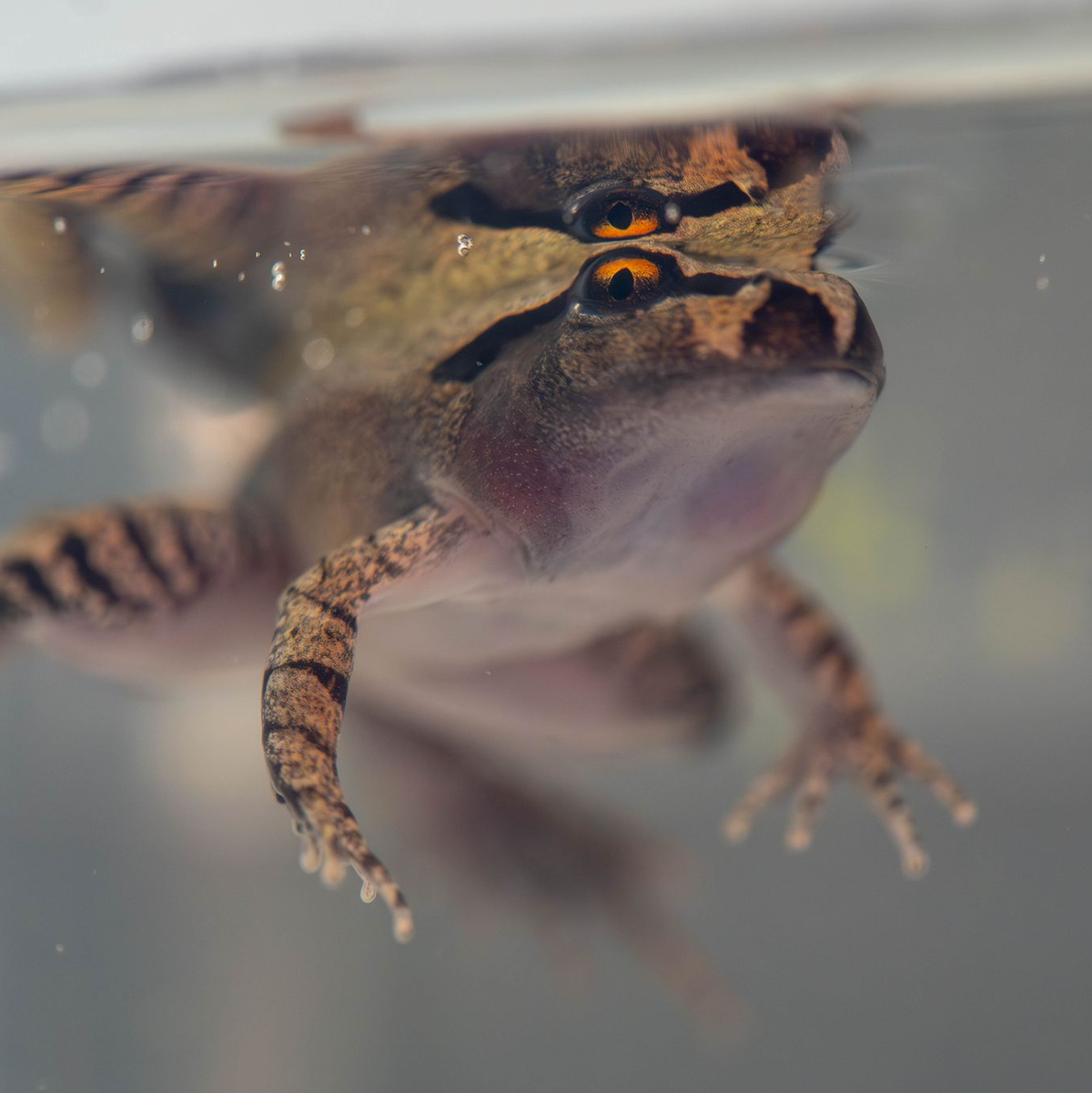 Der Südliche Stotterfrosch ist derzeit bei Aussie Ark in allen Entwicklungsstufen zu sehen, auch während der Metamorphose. - Foto: Aussie Ark/dpa
