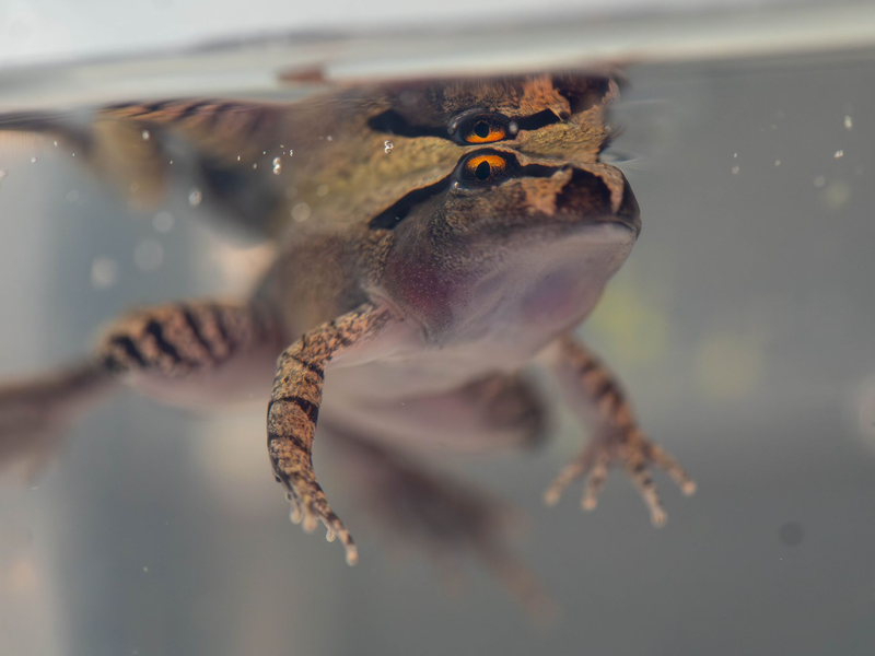 Der Südliche Stotterfrosch ist derzeit bei Aussie Ark in allen Entwicklungsstufen zu sehen, auch während der Metamorphose. - Foto: Aussie Ark/dpa