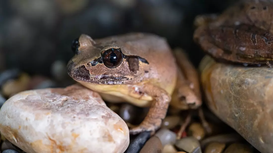Südliche Stotterfrösche sind in freier Wildbahn vom Aussterben bedroht. - Bild: Aussie Ark/dpa