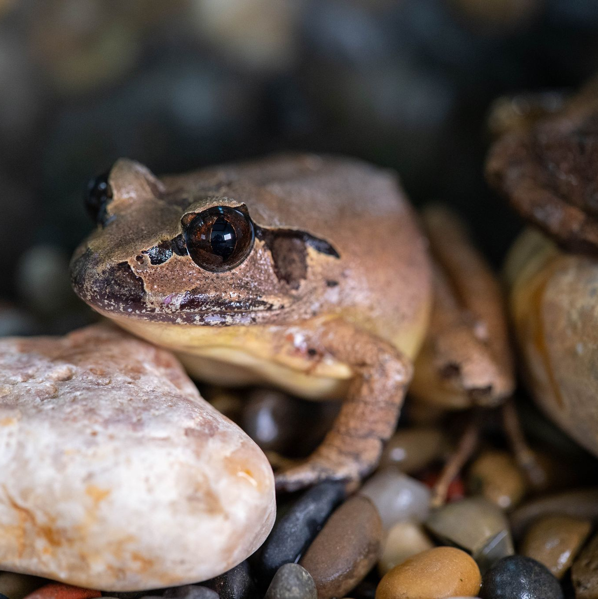 Südliche Stotterfrösche sind in freier Wildbahn vom Aussterben bedroht. - Foto: Aussie Ark/dpa