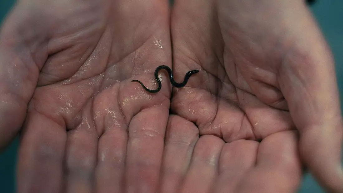 Dokumentarfilm über den globalen Aal-Schmuggel: Milliarden Dollar Babies - Große Gewinne mit kleinen Aalen - Bild: presseportal.de