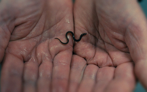 Dokumentarfilm über den globalen Aal-Schmuggel: Milliarden Dollar Babies - Große Gewinne mit kleinen Aalen - Foto: presseportal.de