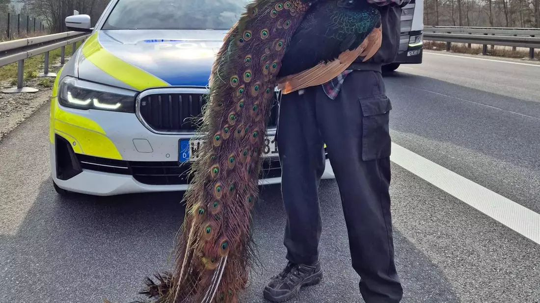 POL-KS: Ausgebüxter Pfau sorgt für Aufsehen und Verkehrsbehinderungen auf der Autobahn 44 - Bild: presseportal.de