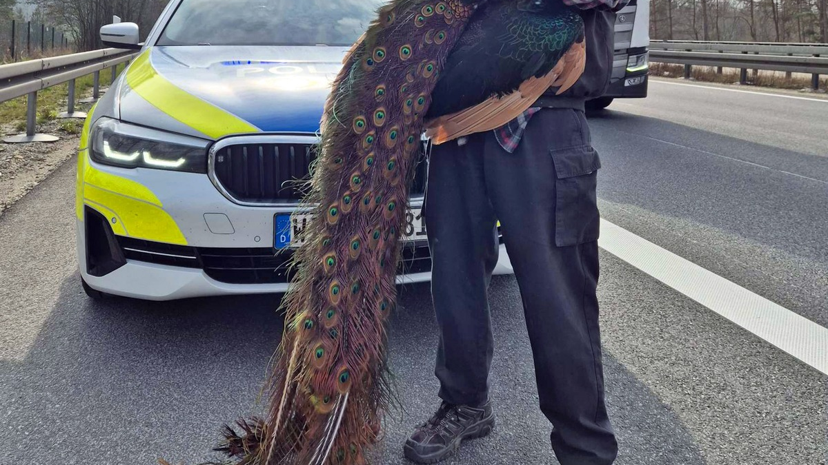 POL-KS: Ausgebüxter Pfau sorgt für Aufsehen und Verkehrsbehinderungen auf der Autobahn 44 - Foto: presseportal.de