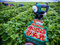 Agrarminister ohne Beschluss zum Mindestlohn. (Symbolbild) - Foto: Jens Büttner/dpa-Zentralbild/dpa