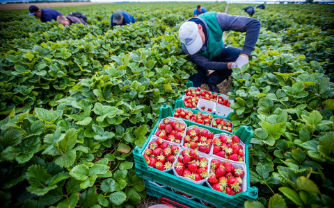 Agrarminister ohne Beschluss zum Mindestlohn. (Symbolbild) - Foto: Jens Büttner/dpa-Zentralbild/dpa
