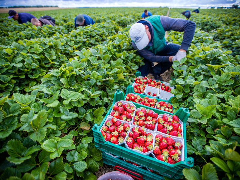 Agrarminister ohne Beschluss zum Mindestlohn. (Symbolbild) - Foto: Jens Büttner/dpa-Zentralbild/dpa