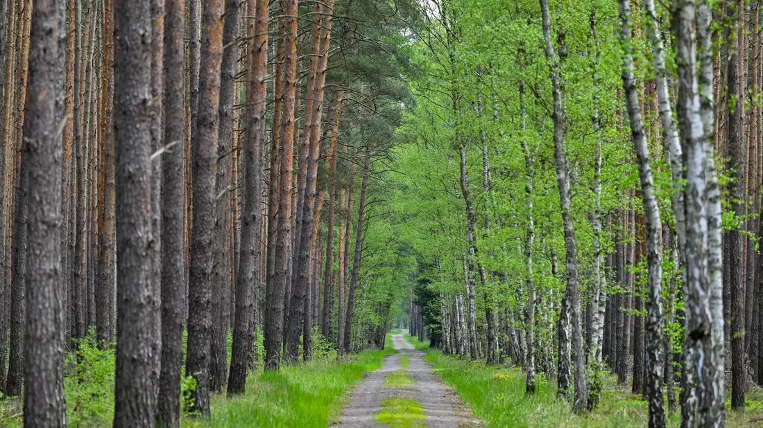 Wo Kiefern auf Birken treffen: Diese Allee verläuft im Wald bei Jacobsdorf in Brandenburg. (Archivfoto) - Bild: Patrick Pleul/dpa