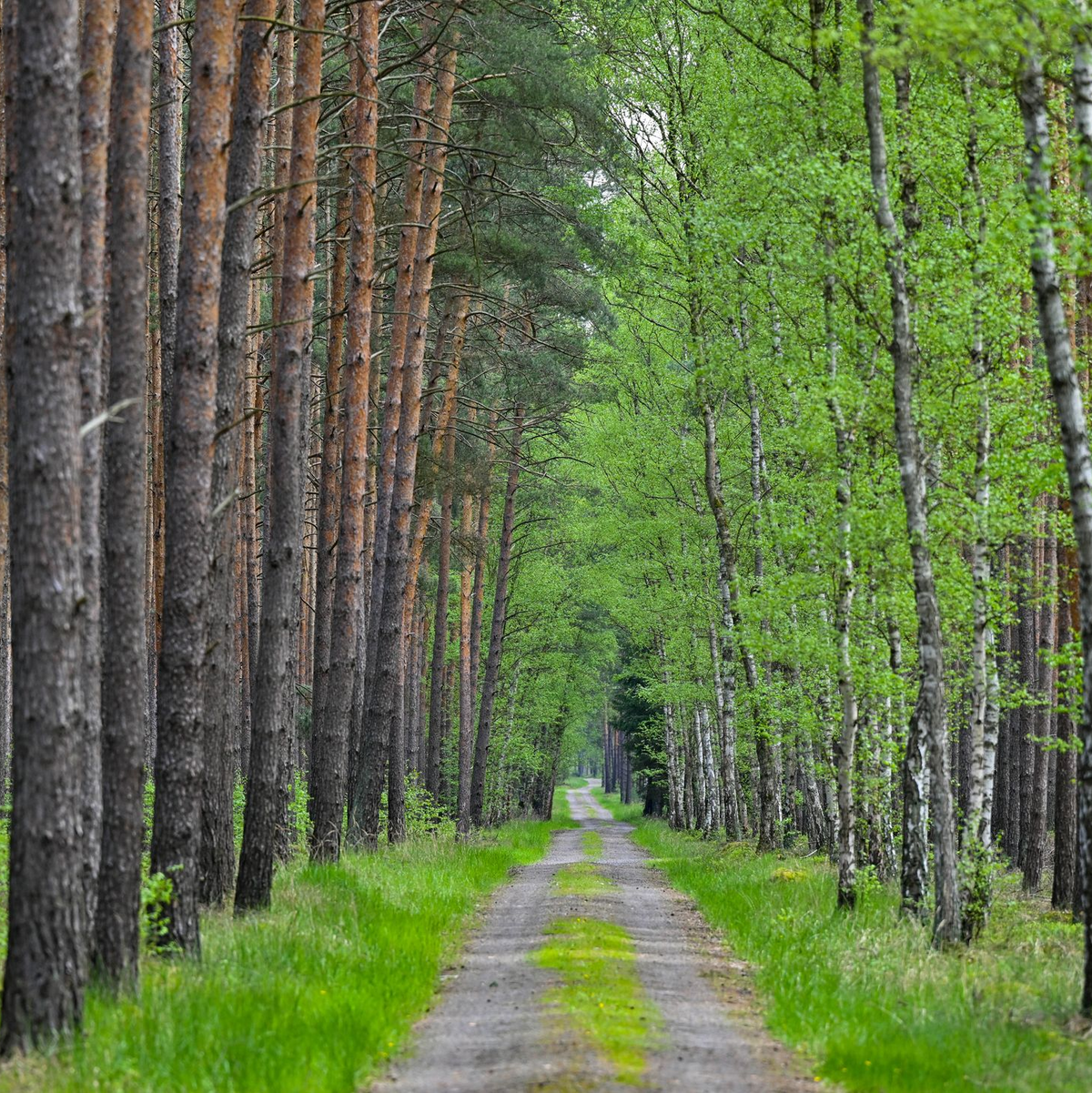 Wo Kiefern auf Birken treffen: Diese Allee verläuft im Wald bei Jacobsdorf in Brandenburg. (Archivfoto) - Foto: Patrick Pleul/dpa