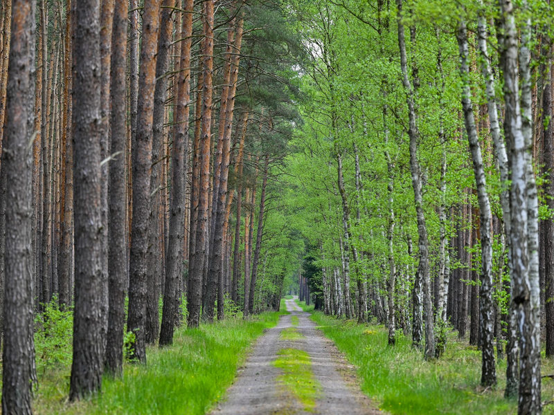 Wo Kiefern auf Birken treffen: Diese Allee verläuft im Wald bei Jacobsdorf in Brandenburg. (Archivfoto) - Foto: Patrick Pleul/dpa