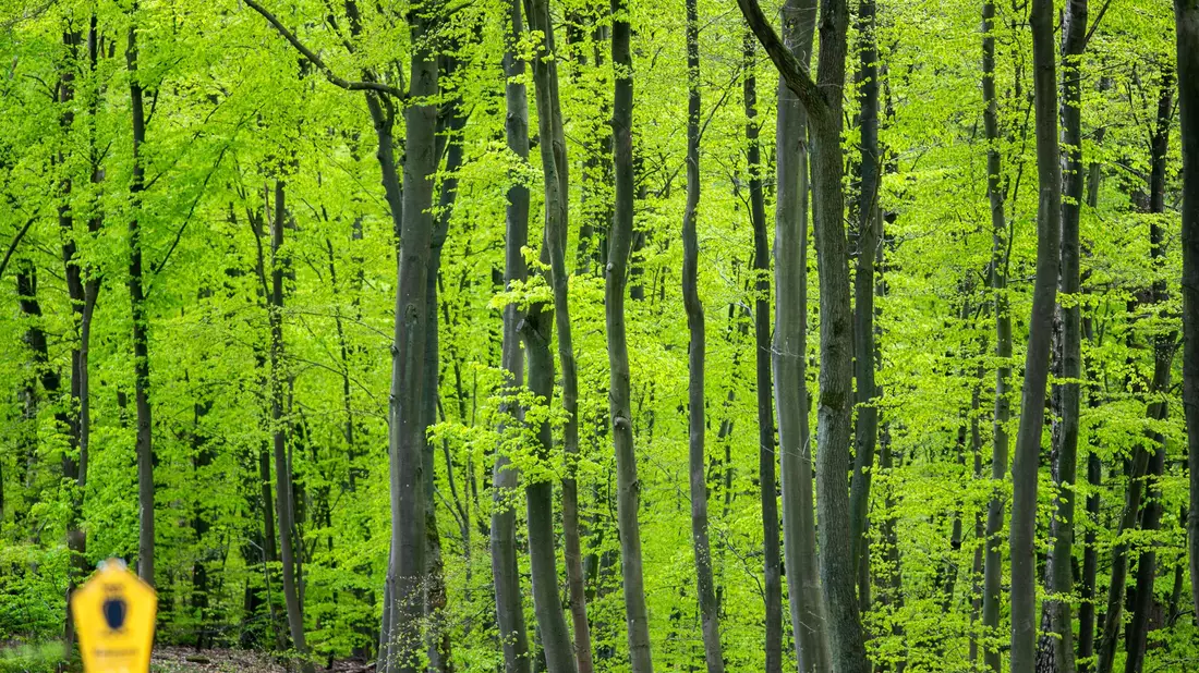 Durch den Klimawandel kommen selbst Buchen an ihre Grenzen. (Archivfoto) - Bild: Jens Büttner/dpa-Zentralbild/dpa