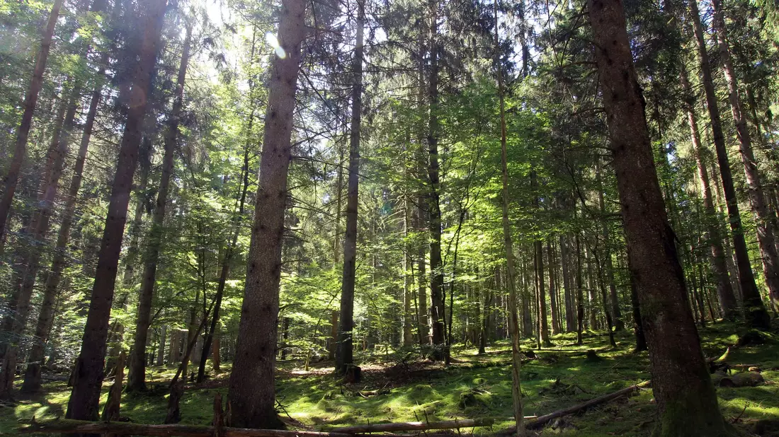 Im Nationalpark Hunsrück-Hochwald gibt es einen Mischwald aus Fichten und alten Buchen. (Archivfoto) - Bild: Bernd F. Meier/dpa-tmn