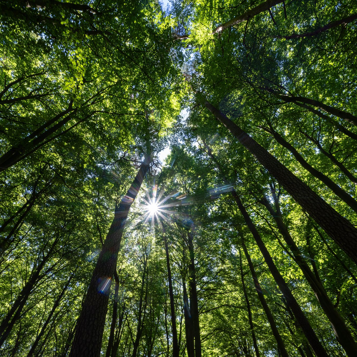 In einem Mischwald kommen mehrere Baumarten gemeinsam vor. (Archivfoto) - Foto: Monika Skolimowska/dpa