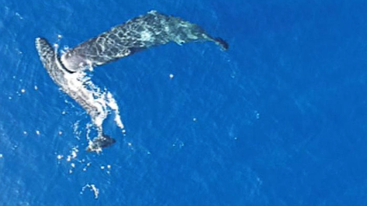 Ein junger Pottwal rammt einen anderen seitlich mit dem Kopf. - Foto: -/Association Tursiops/dpa