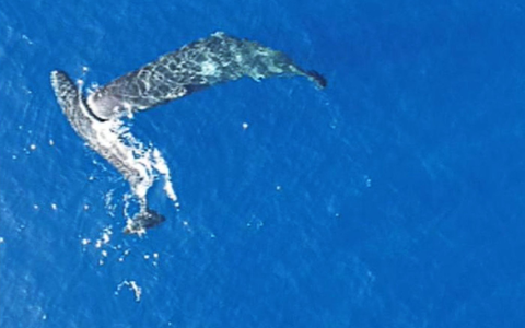 Ein junger Pottwal rammt einen anderen seitlich mit dem Kopf. - Foto: -/Association Tursiops/dpa