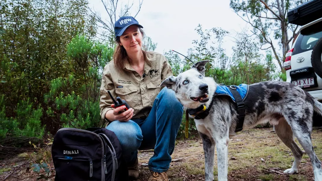 Der Australian Koolie namens Bear hat in seiner Spürhund-Laufbahn mehr als 100 in Not geratene Koalas aufgespürt. Romane Cristescu war eine seiner Hundeführerinnen. (Archivbild) - Bild: Stacey Hedman/IFAW/dpa