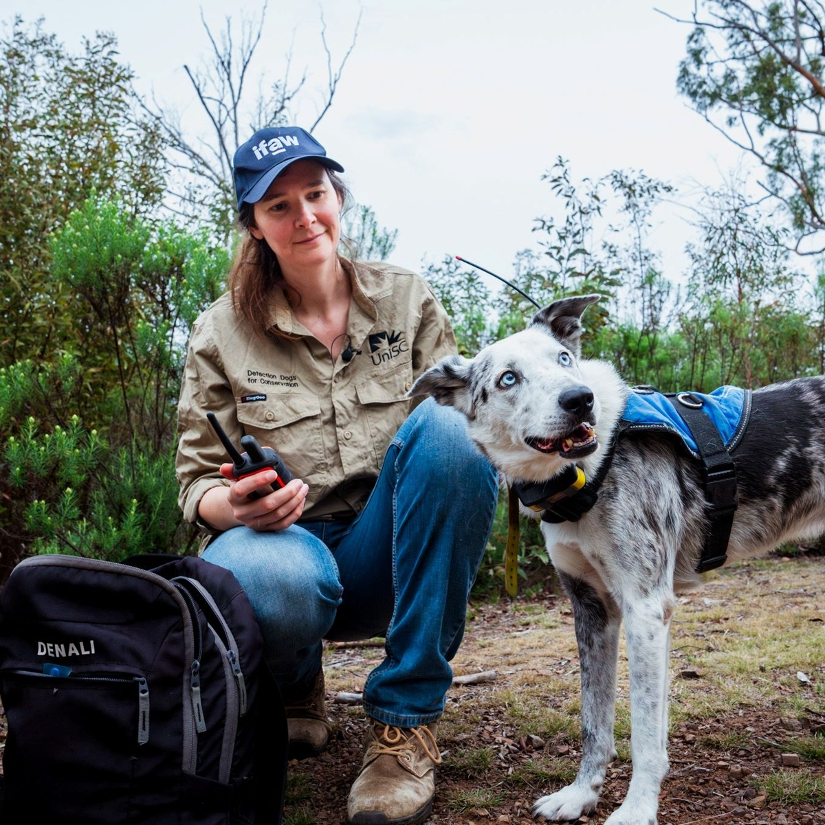 Der Australian Koolie namens Bear hat in seiner Spürhund-Laufbahn mehr als 100 in Not geratene Koalas aufgespürt. Romane Cristescu war eine seiner Hundeführerinnen. (Archivbild) - Foto: Stacey Hedman/IFAW/dpa