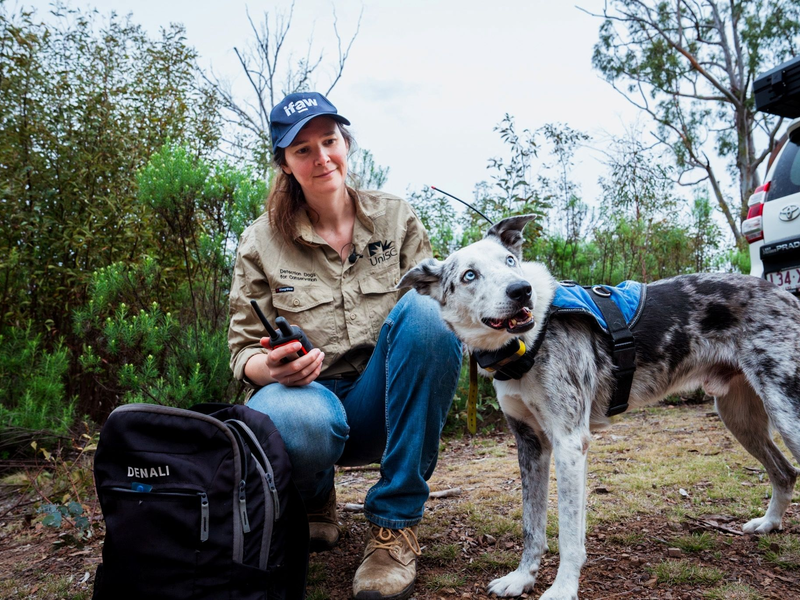 Der Australian Koolie namens Bear hat in seiner Spürhund-Laufbahn mehr als 100 in Not geratene Koalas aufgespürt. Romane Cristescu war eine seiner Hundeführerinnen. (Archivbild) - Foto: Stacey Hedman/IFAW/dpa