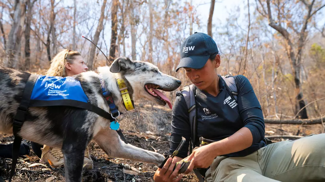Auch Hunde brauchen bei der Arbeit Schutzkleidung: Bear arbeitete oft mit Hundestiefeln, um seine Pfoten zu schützen. (Archivbild) - Bild: Tyson Mayr/IFAW/dpa