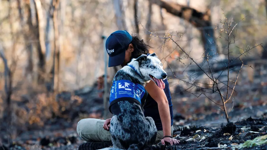Einst galt er als Problemhund - dann fand der energiegeladene Bear seine Lebensaufgabe in den australischen Wäldern. (Archivbild) - Bild: Tyson Mayr/IFAW/dpa