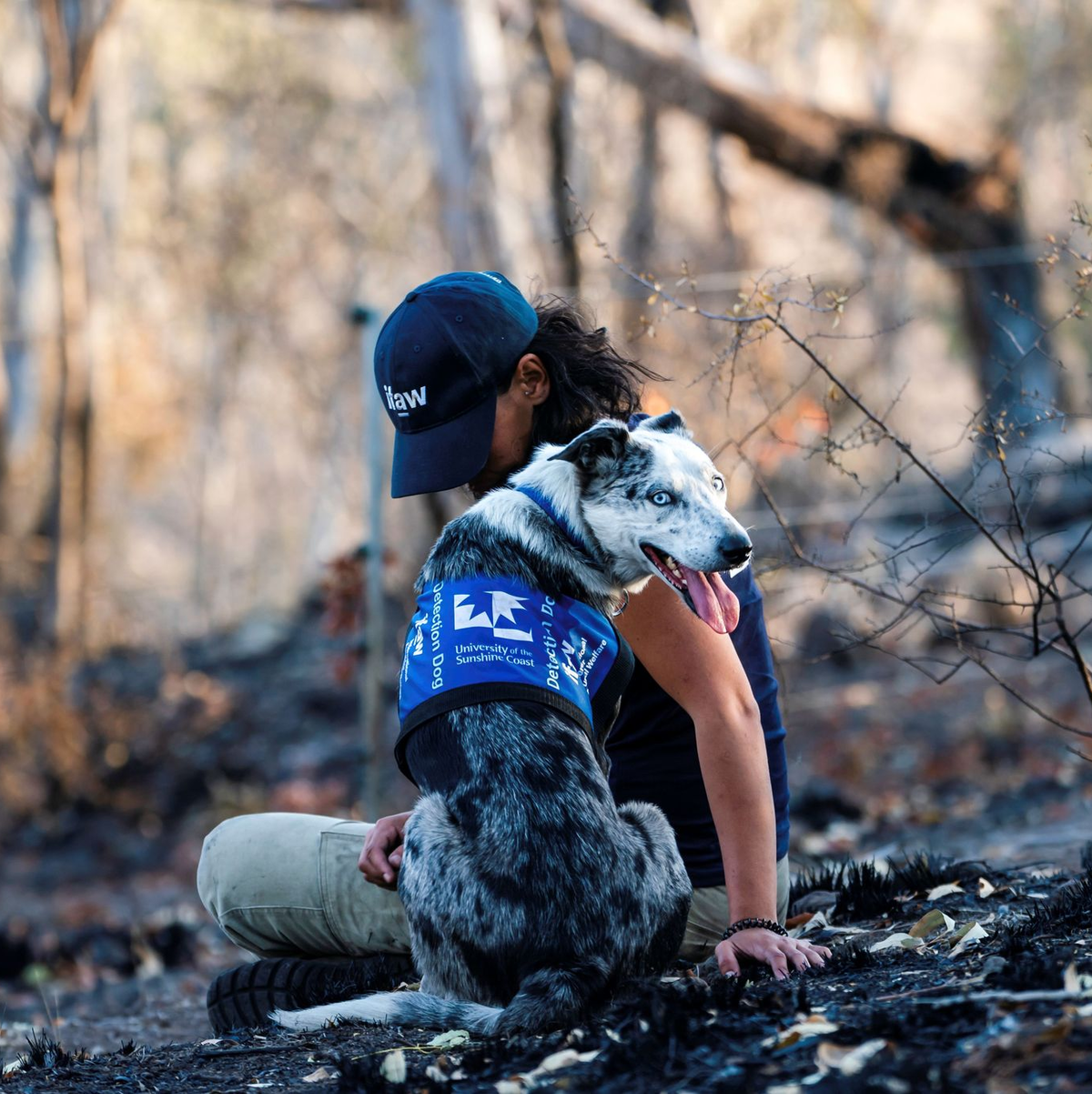 Einst galt er als Problemhund - dann fand der energiegeladene Bear seine Lebensaufgabe in den australischen Wäldern. (Archivbild) - Foto: Tyson Mayr/IFAW/dpa