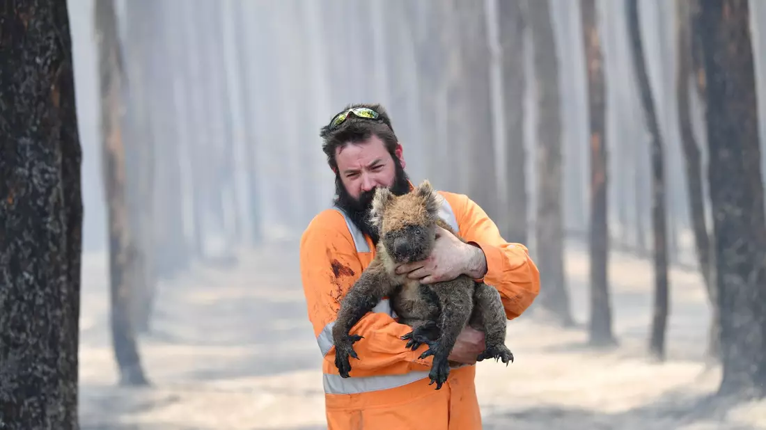 Zehntausende Koalas wurden bei den Waldbränden in den Jahren 2019 und 2020 getötet oder verletzt. (Archivbild) - Bild: David Mariuz/AAP/dpa