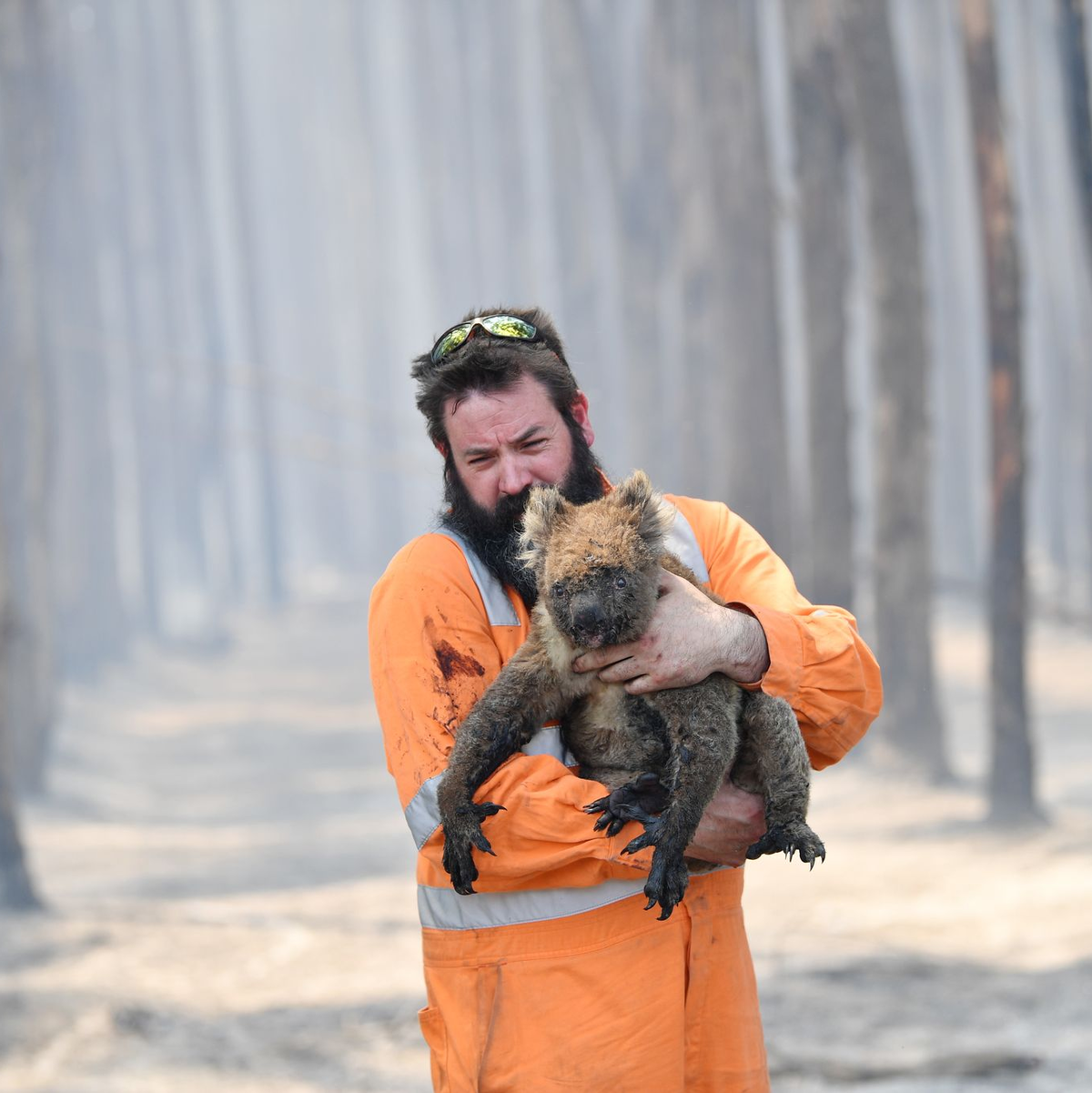 Zehntausende Koalas wurden bei den Waldbränden in den Jahren 2019 und 2020 getötet oder verletzt. (Archivbild) - Foto: David Mariuz/AAP/dpa