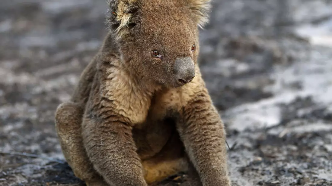 Bilder von Koalas mit angesengten Pfoten gingen um die Welt. (Archivbild) - Bild: David Mariuz/AAP/dpa